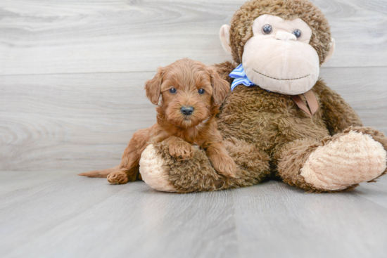 Mini Goldendoodle Pup Being Cute