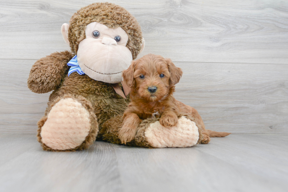 Mini Goldendoodle Puppy for Adoption