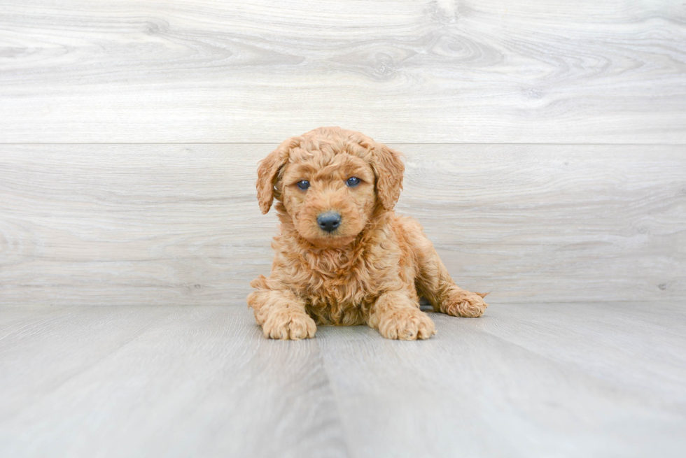 Energetic Golden Retriever Poodle Mix Puppy