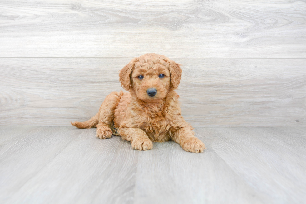 Sweet Mini Goldendoodle Baby