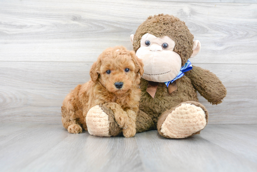 Friendly Mini Goldendoodle Baby