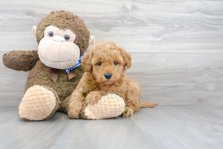 Mini Goldendoodle Pup Being Cute