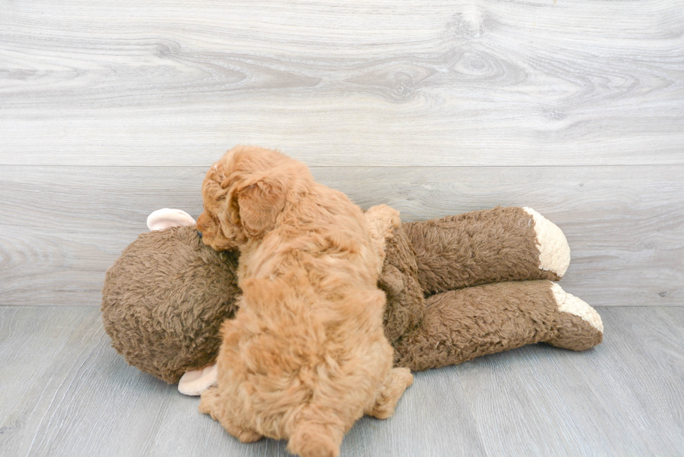 Playful Golden Retriever Poodle Mix Puppy