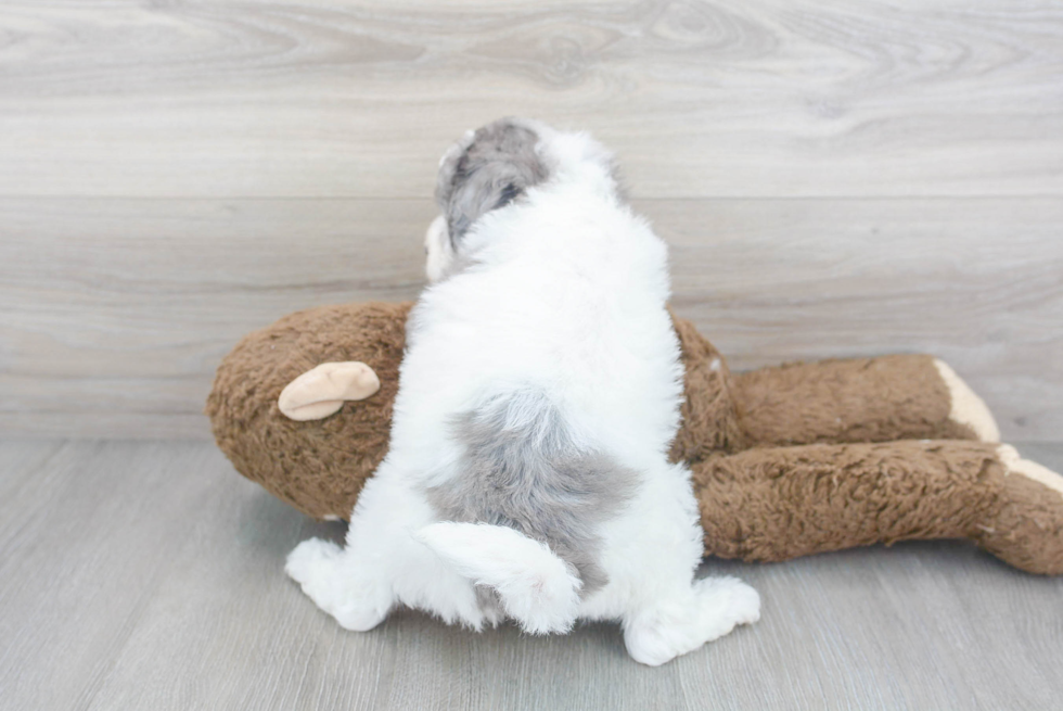 Adorable Golden Retriever Poodle Mix Puppy