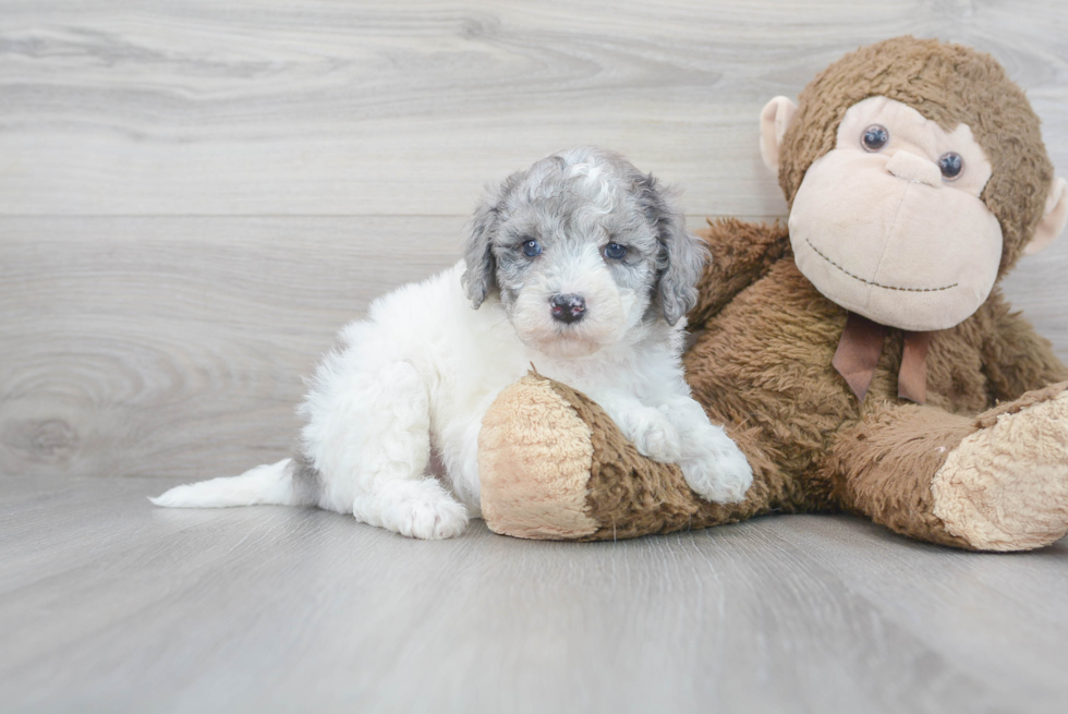 Petite Mini Goldendoodle Poodle Mix Pup