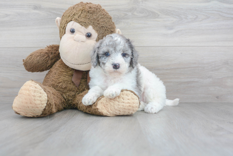 Fluffy Mini Goldendoodle Poodle Mix Pup