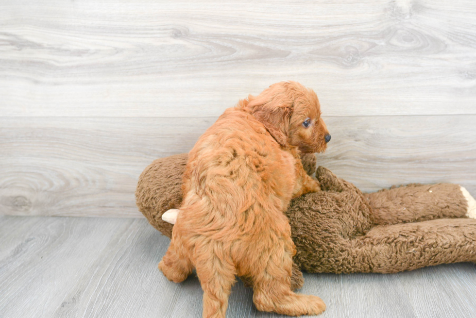 Best Mini Goldendoodle Baby