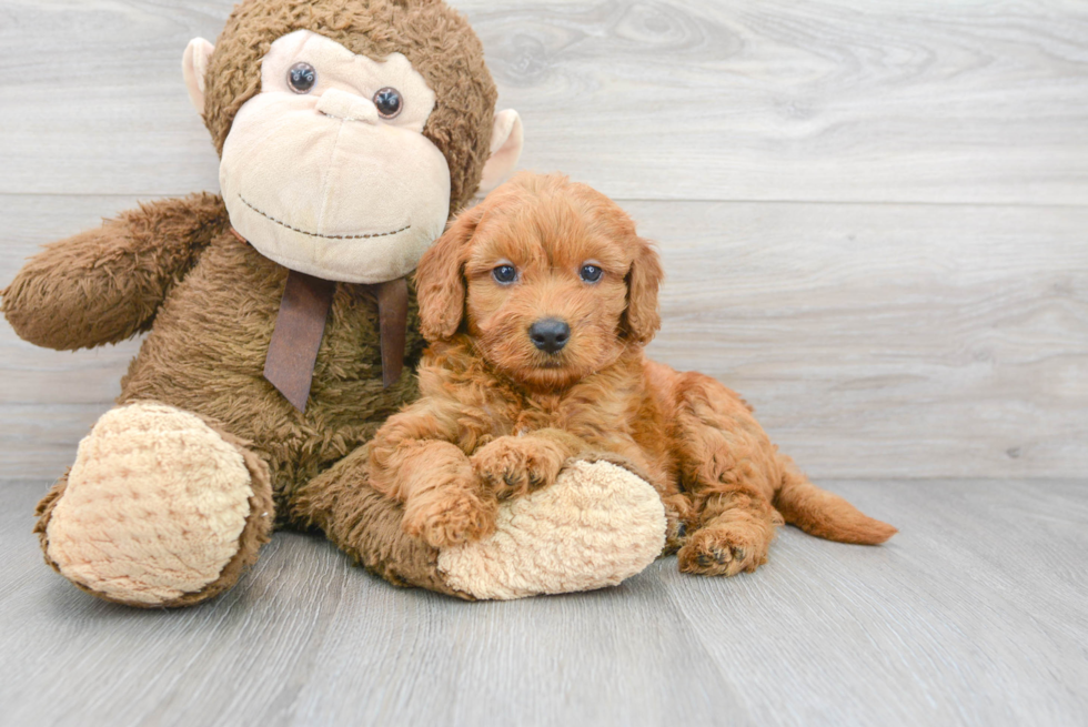 Happy Mini Goldendoodle Baby