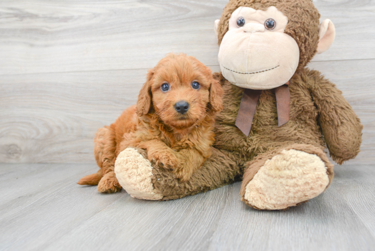 Best Mini Goldendoodle Baby