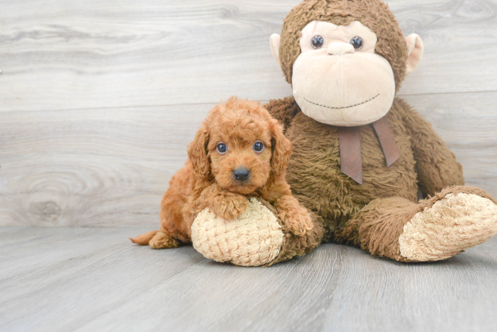 Mini Goldendoodle Puppy for Adoption