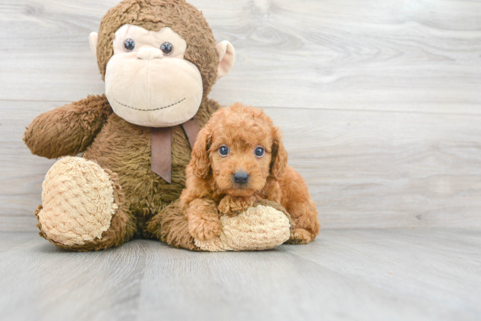 Energetic Golden Retriever Poodle Mix Puppy