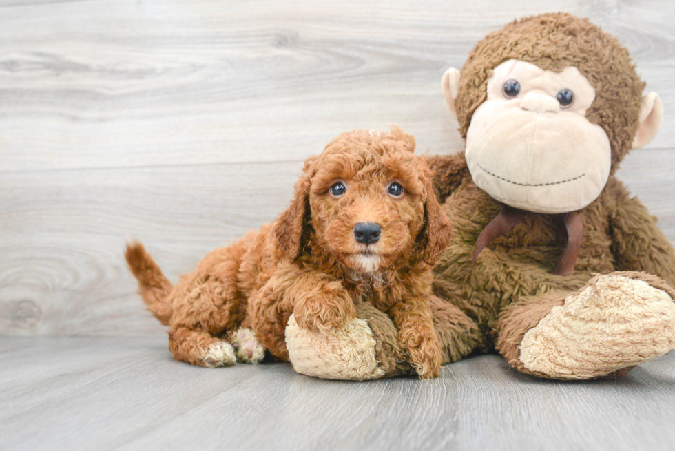 Petite Mini Goldendoodle Poodle Mix Pup