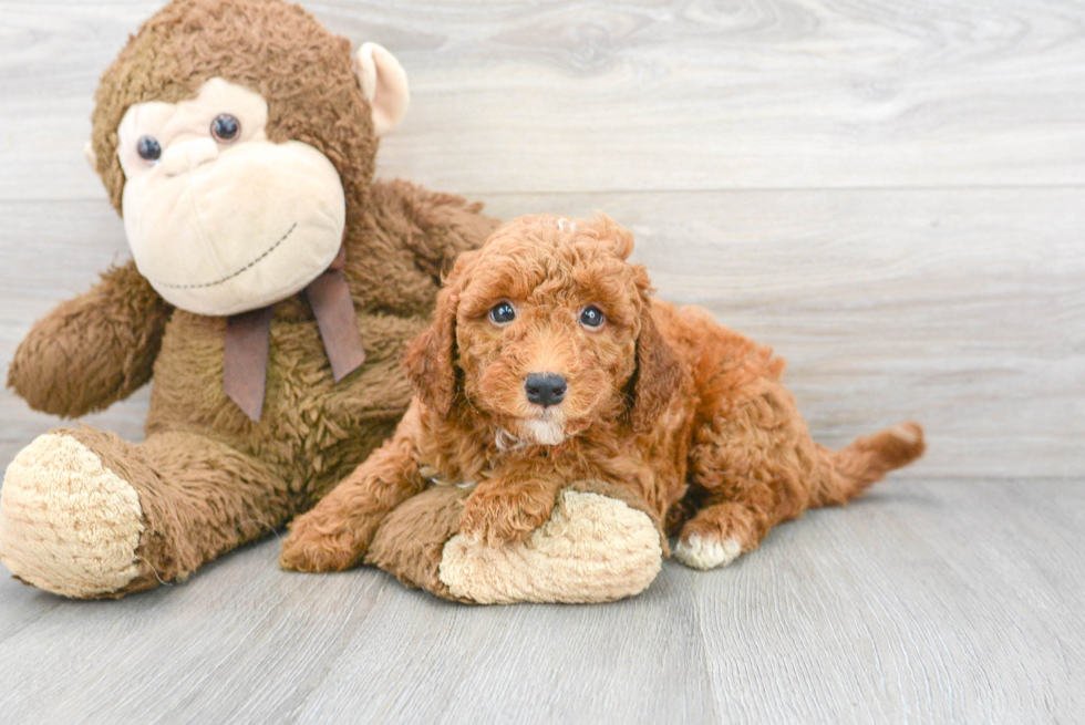 Mini Goldendoodle Puppy for Adoption