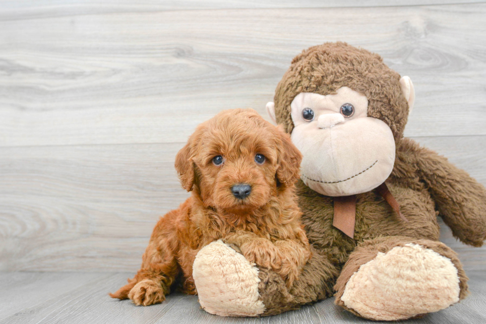 Mini Goldendoodle Puppy for Adoption