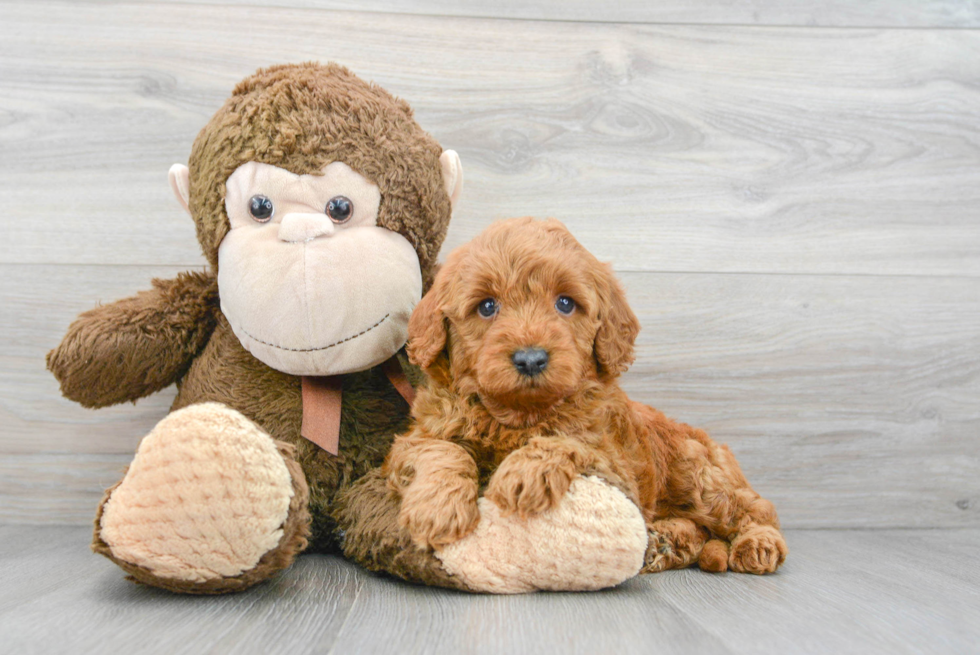 Playful Golden Retriever Poodle Mix Puppy