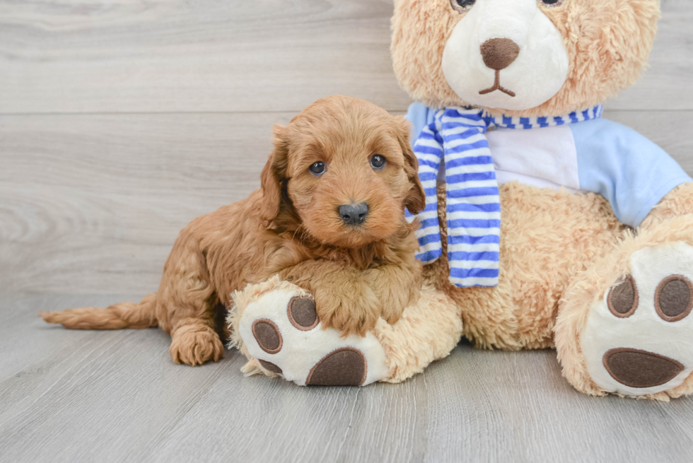 Best Mini Goldendoodle Baby