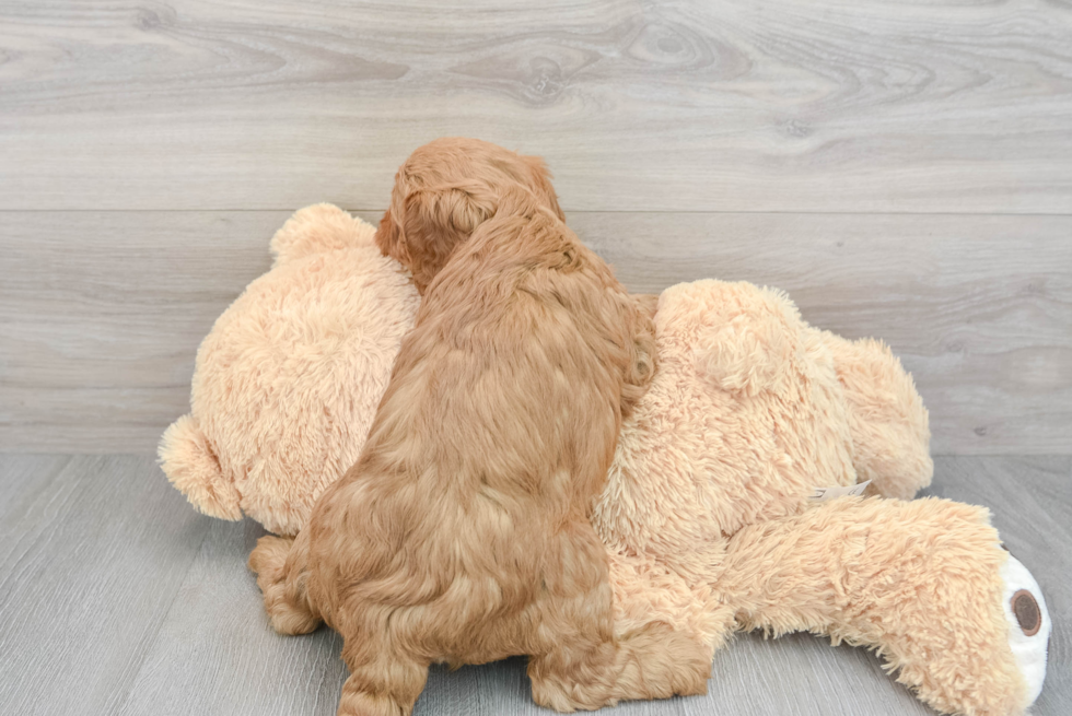 Mini Goldendoodle Pup Being Cute