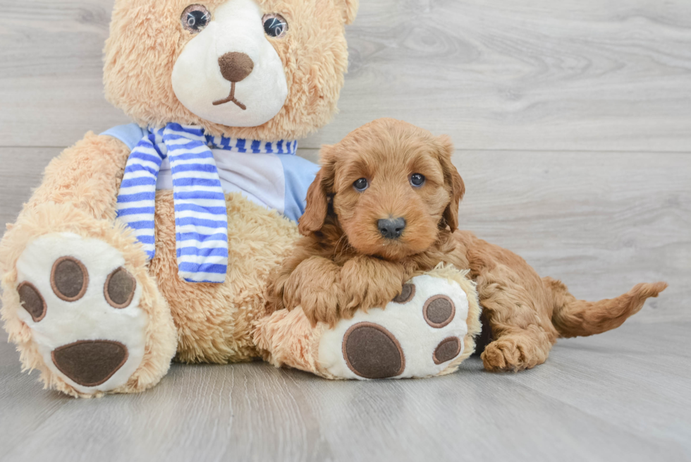 Best Mini Goldendoodle Baby