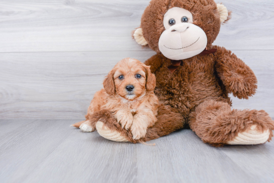 Best Mini Goldendoodle Baby