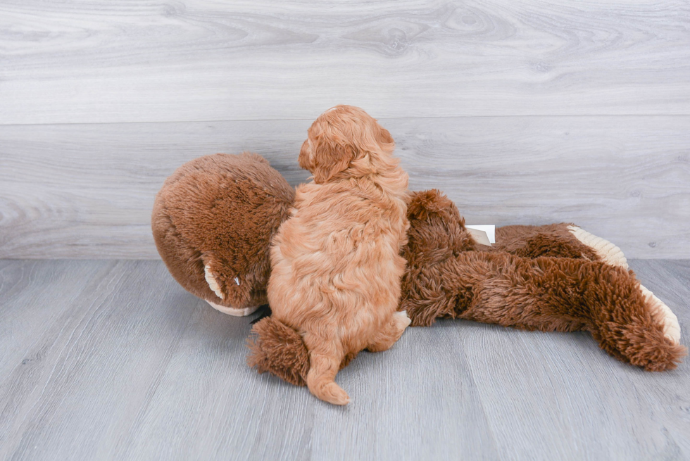 Mini Goldendoodle Pup Being Cute