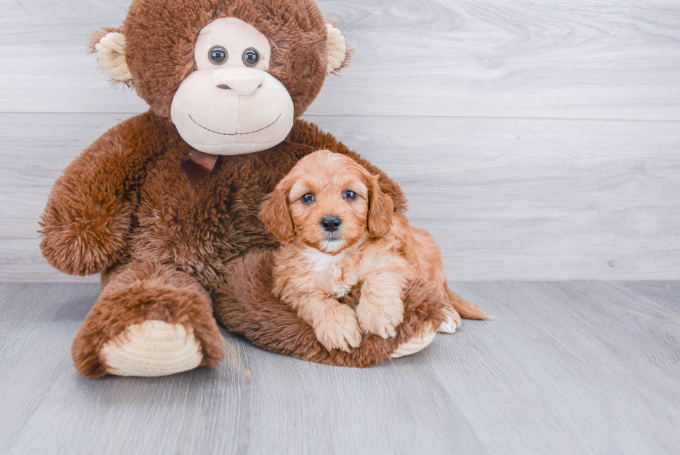 Sweet Mini Goldendoodle Baby