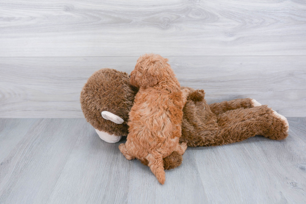 Mini Goldendoodle Pup Being Cute