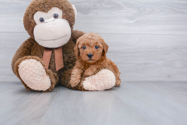 Sweet Mini Goldendoodle Baby