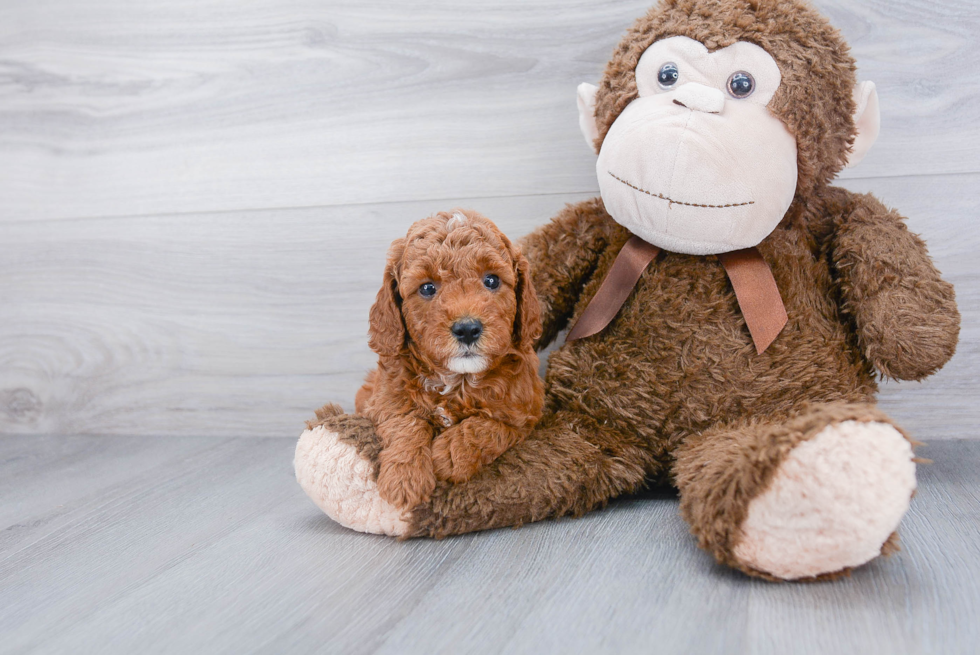 Fluffy Mini Goldendoodle Poodle Mix Pup