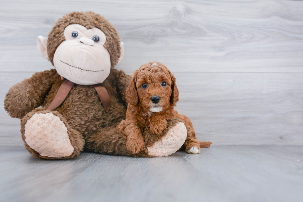 Fluffy Mini Goldendoodle Poodle Mix Pup