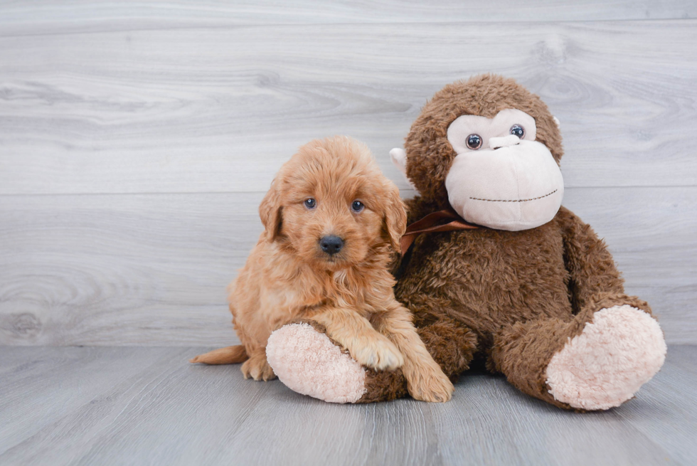 Mini Goldendoodle Pup Being Cute