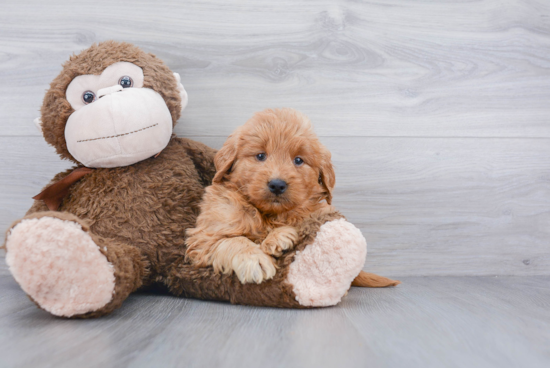 Friendly Mini Goldendoodle Baby