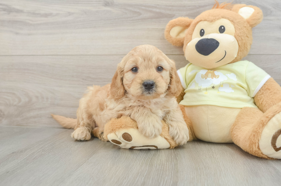 6 week old Mini Goldendoodle Puppy For Sale - Premier Pups
