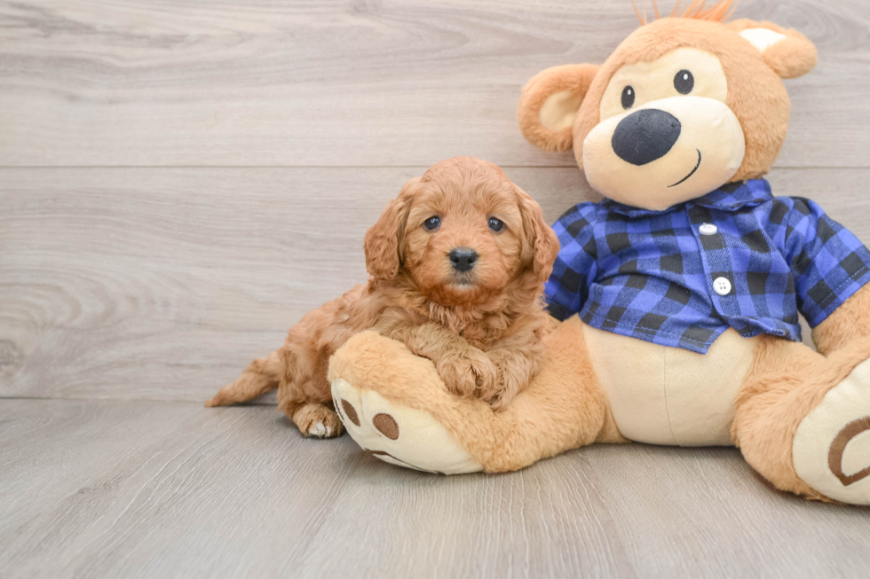 Mini Goldendoodle Pup Being Cute