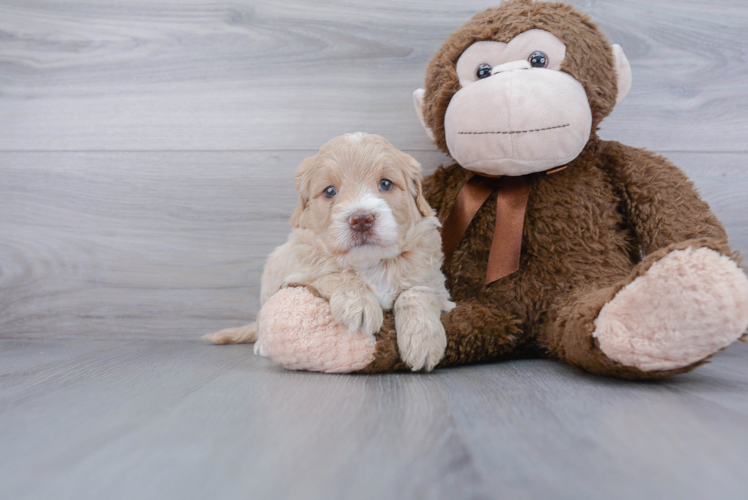 Hypoallergenic Golden Retriever Poodle Mix Puppy