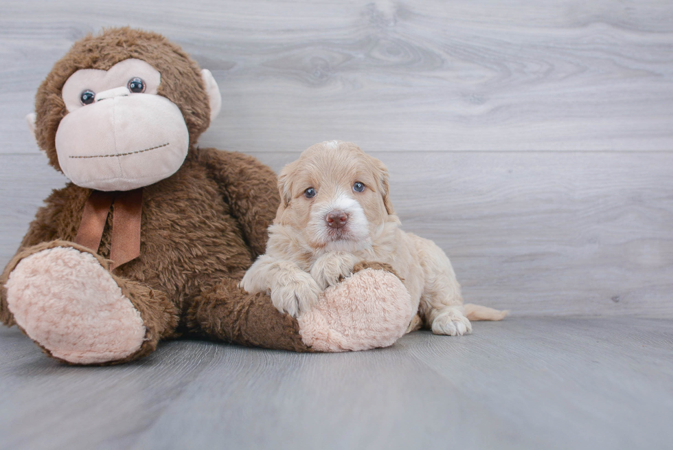 Mini Goldendoodle Puppy for Adoption