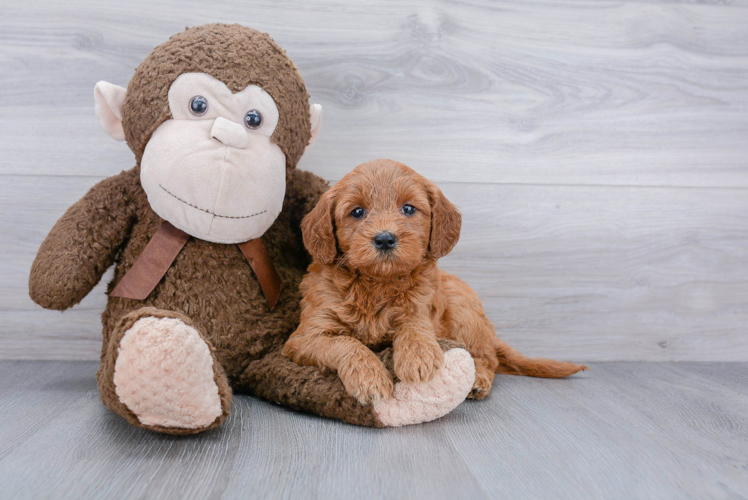 Adorable Golden Retriever Poodle Mix Puppy