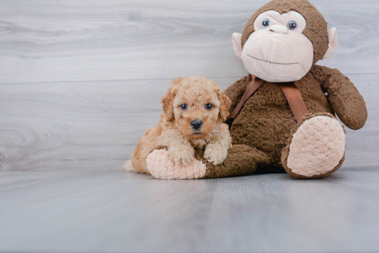 Mini Goldendoodle Pup Being Cute