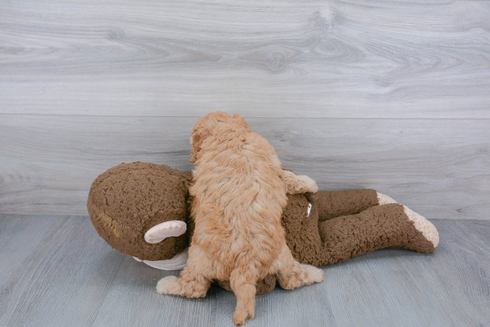 Adorable Golden Retriever Poodle Mix Puppy