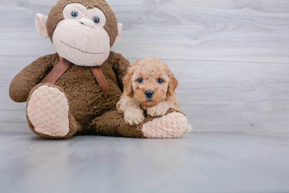 Mini Goldendoodle Puppy for Adoption