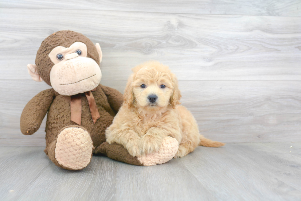 Petite Mini Goldendoodle Poodle Mix Pup