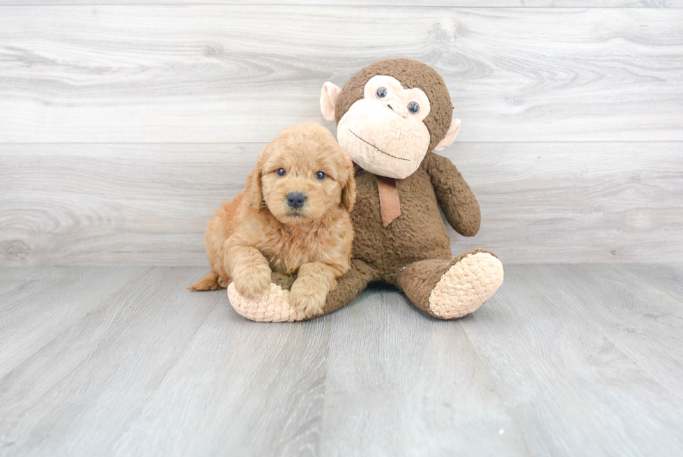 Little Golden Retriever Poodle Mix Puppy