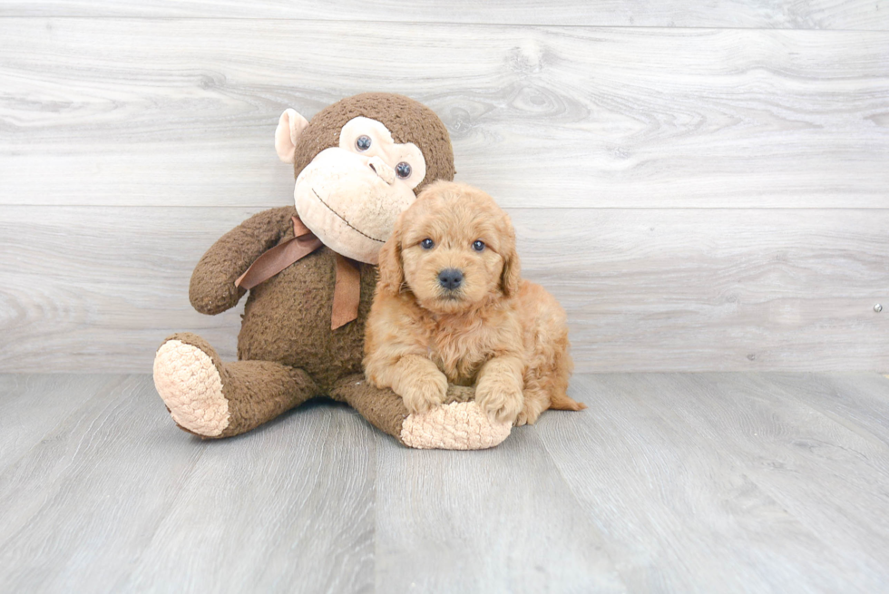 Best Mini Goldendoodle Baby