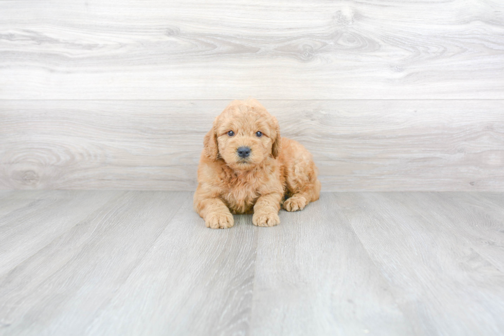 Mini Goldendoodle Pup Being Cute