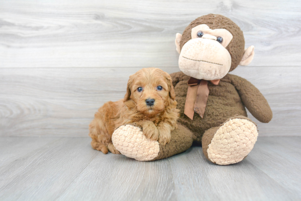 Mini Goldendoodle Pup Being Cute