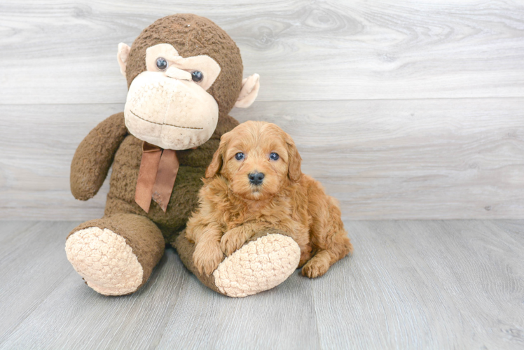 Mini Goldendoodle Pup Being Cute