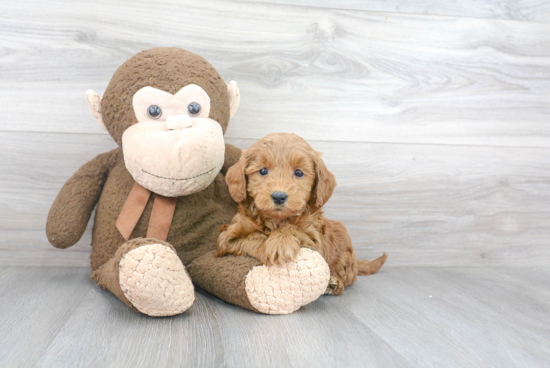 Best Mini Goldendoodle Baby