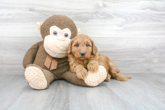 Best Mini Goldendoodle Baby