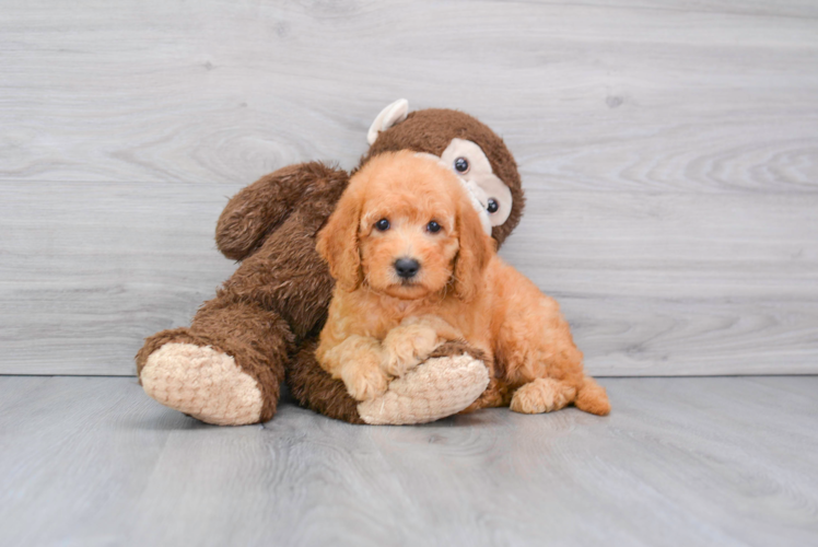 Mini Goldendoodle Pup Being Cute