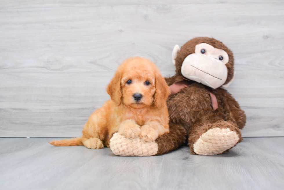 Sweet Mini Goldendoodle Baby