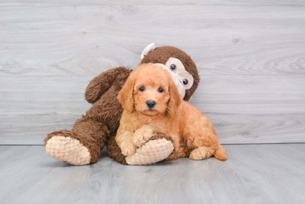 Adorable Golden Retriever Poodle Mix Puppy